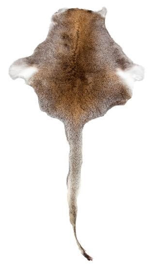 Wallaby Skins