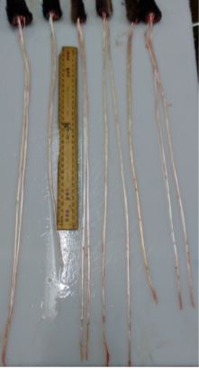 Wallaby Sinew