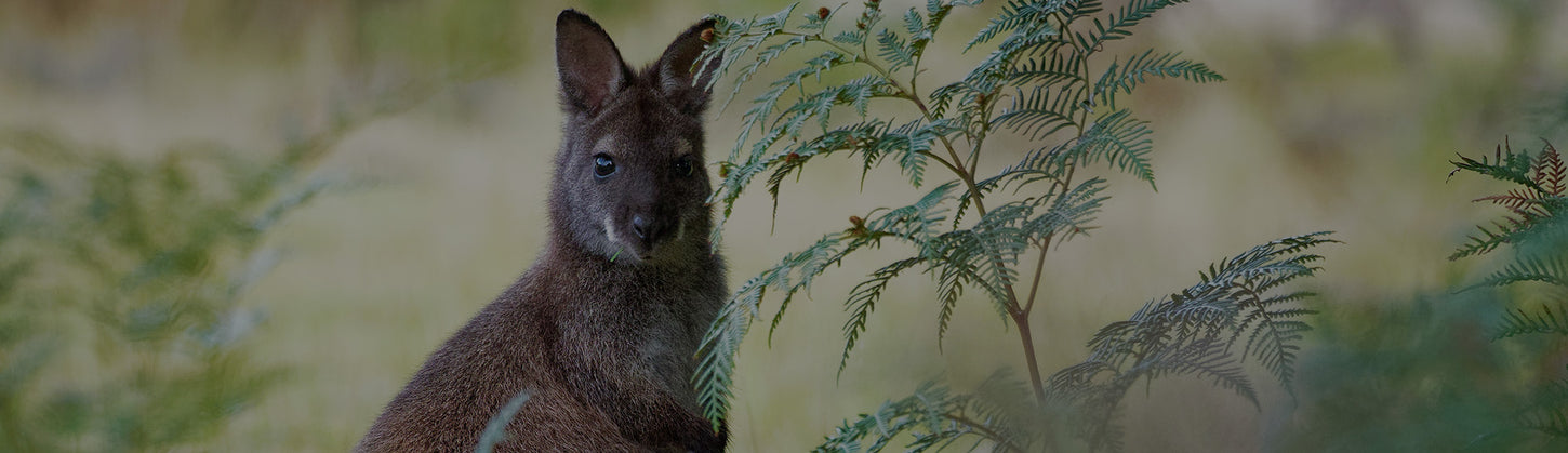 Bennet Wallaby Wuggs Tasmania Wallaby fur boots